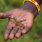 A person holding a cricket in their hand (Photo: Timon Cornelissen)