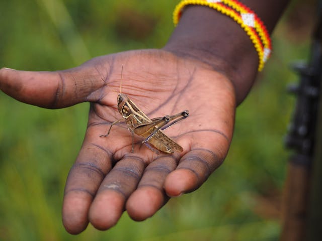 A person holding a cricket in their hand (Photo: Timon Cornelissen)